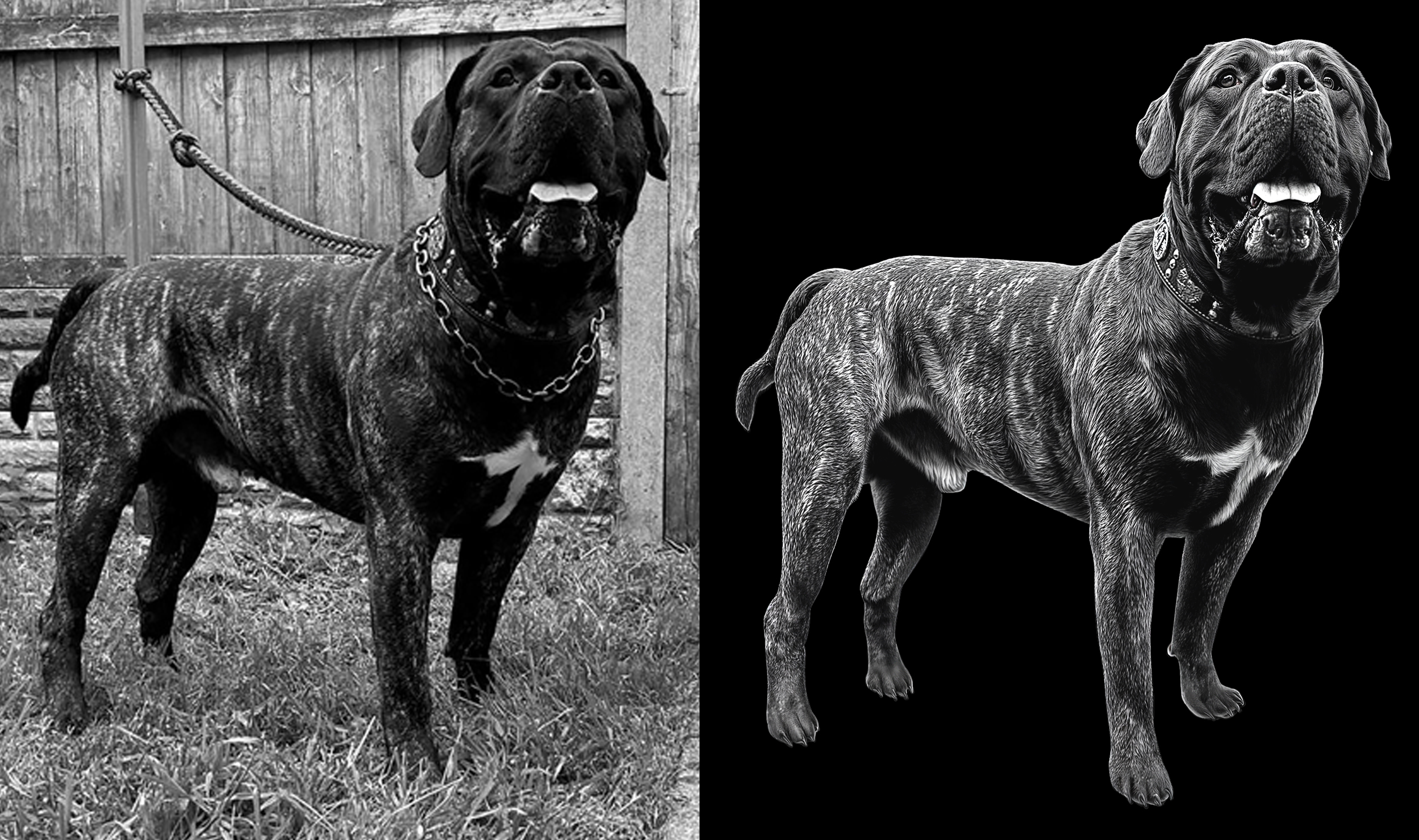 Pet picture retouching and photo improvement